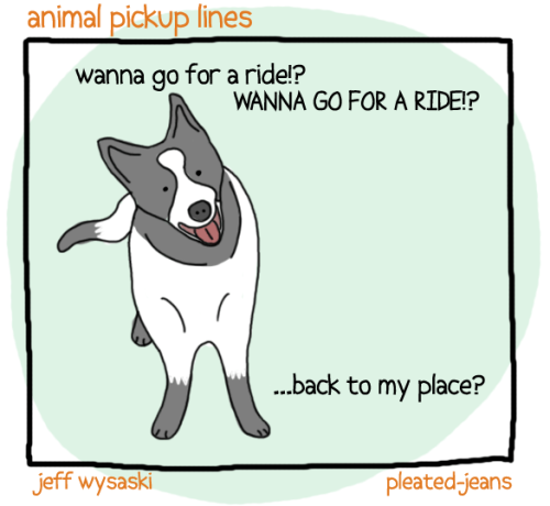 pleatedjeans:  Round 2: Animal Pickup Lines porn pictures