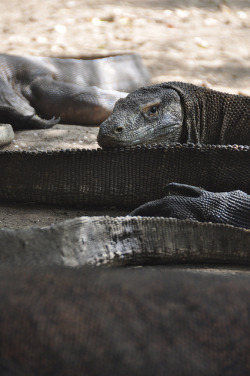 drvnks:  Komodo Dragon’s (Varanus komodoensis) by nic0704 