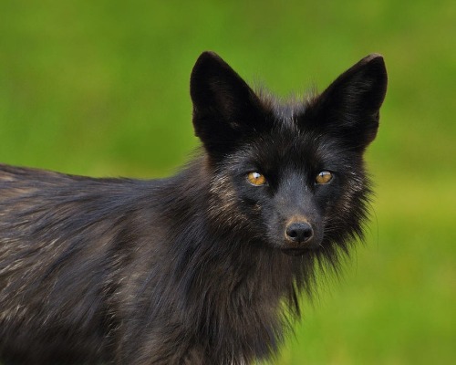 Request For Black Foxes!