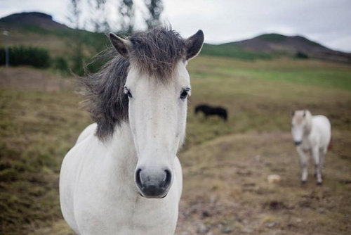 petalier:An Icelandic horse by elsvo on Flickr.