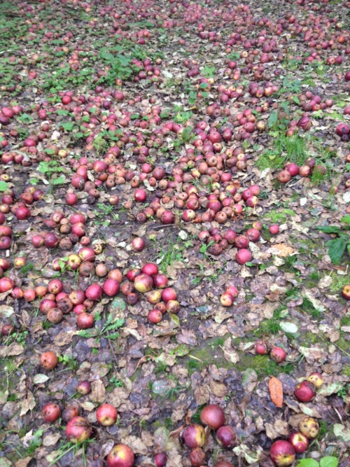 blueshoesandbluemountains:This orchard with the inexplicable empty circle in the middle where not ev