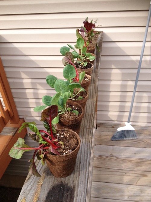 A few rain-and-sun days have my miniature garden thriving on the miniature porch! 