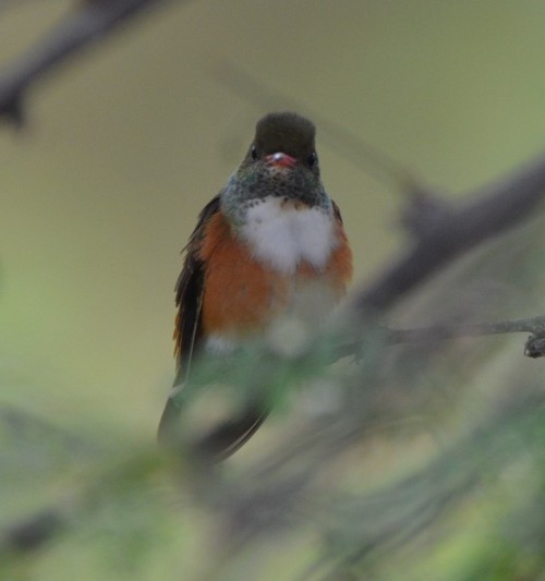 Amazilia Hummingbird (Amazilis amazilia)© Ana Vanegas