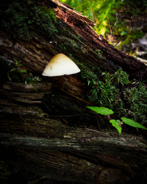 Pennsylvania - MushroomSeptember 2017