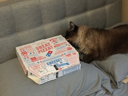 valucard:Baby want pizza