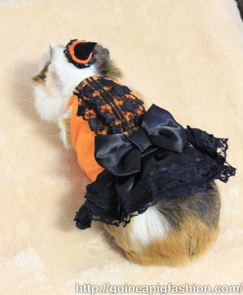 Halloween Costumes now available on Guinea Pig Fashion! Come and visit our website to see the specia