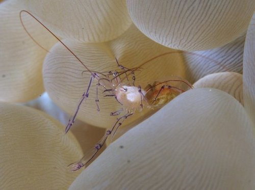 end0skeletal: Bubble Coral Shrimp (Vir philippinensis) Photo credit:  q phia, Brian, 