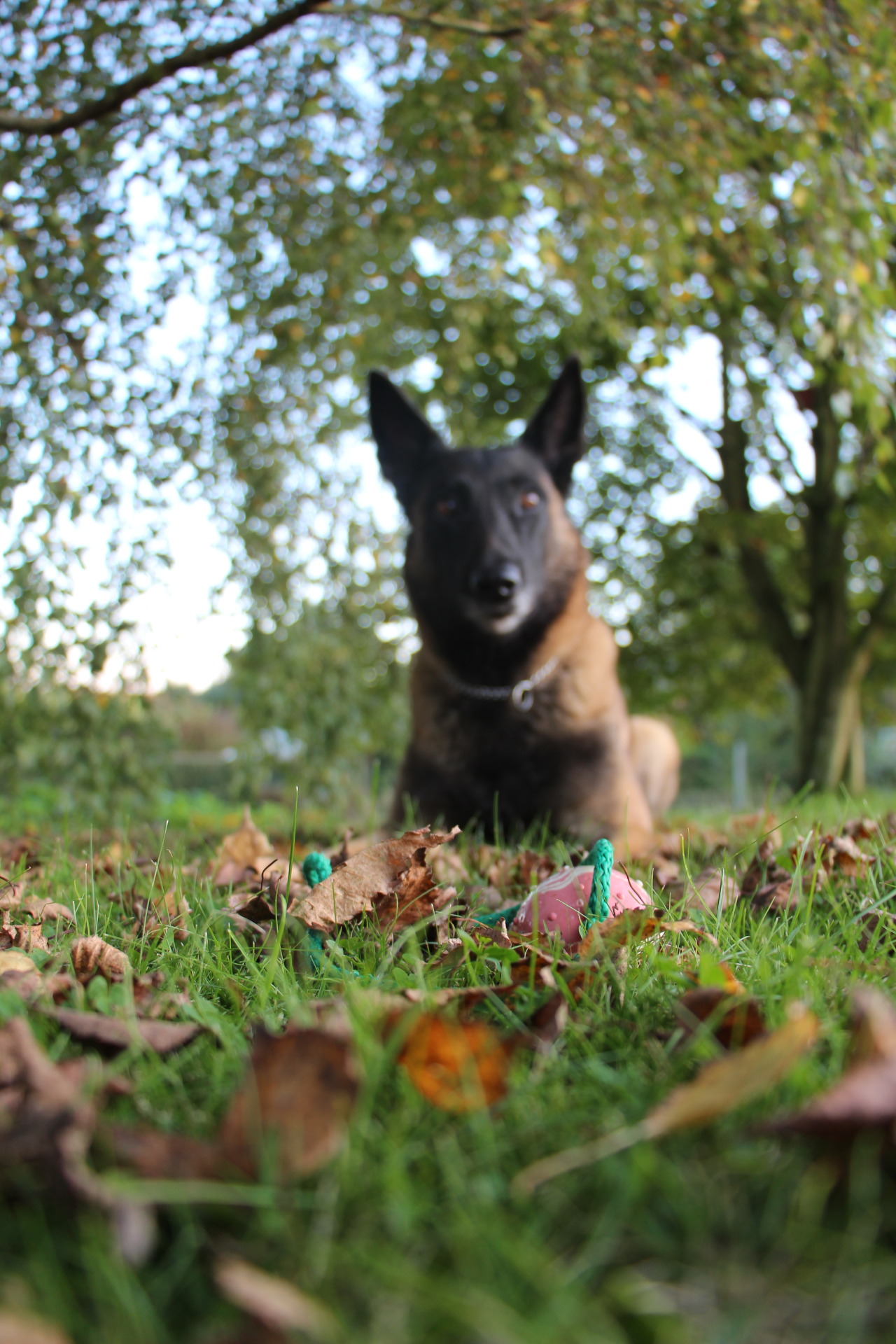 nobodyview:  Luna in autumn