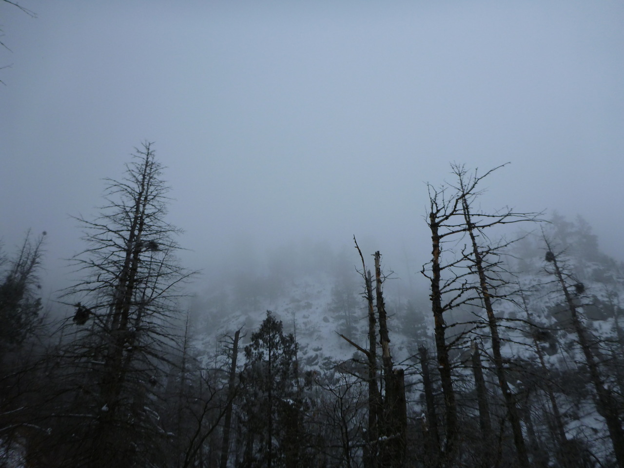 threemonthsandaday:  hoarfrost and thorns