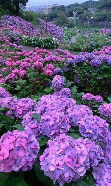 gulistan-blog:㋡🥀Colorful Hydrangeas..