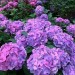 gulistan-blog:㋡🥀Colorful Hydrangeas..