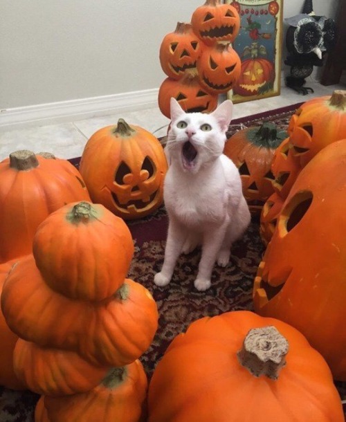 coolcatgroup:  hall–o–ween:  🎃🍂👻 54 Days 👻🍂🎃  S U R R O U N D E D 