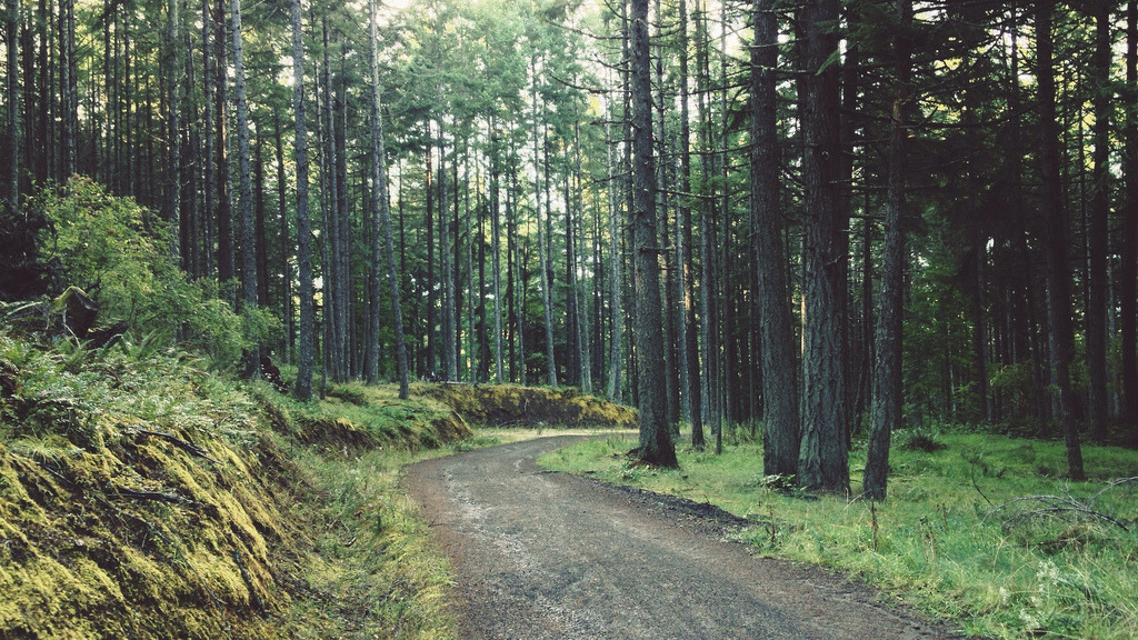 englishsnow:  by Tyler Forest-Hauser 