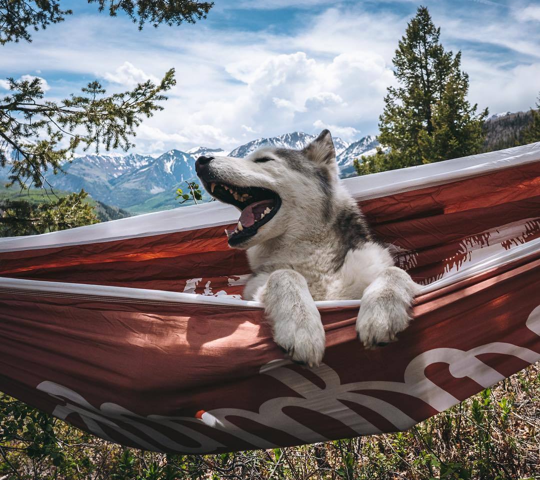 dadpat-tactual:  aww-so-pretty:  Meet Loki the wolfdog   Y’all just gonna breeze