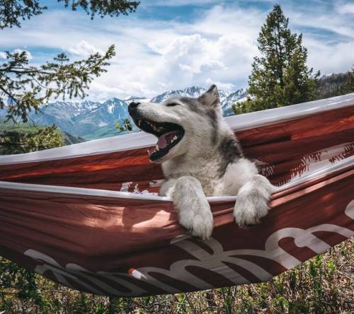 aww-so-pretty: Meet Loki the wolfdog 