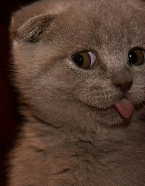 Cats