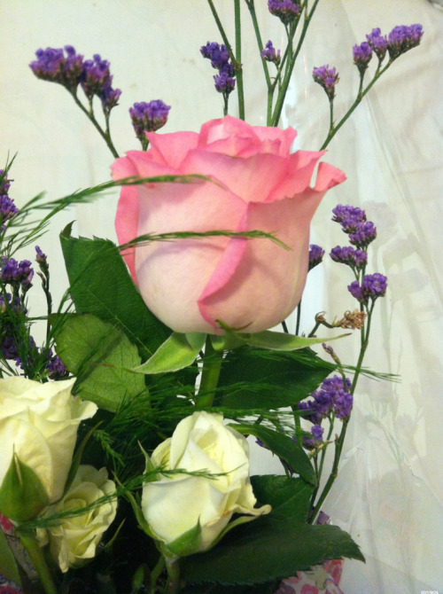 a single flower for valentines day from my lovely fiance.  a beautiful pink rose.