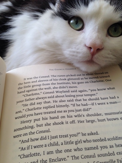 peperoprincess:It’s always nice to have such a handsome reading buddy