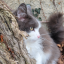 catsarecool64