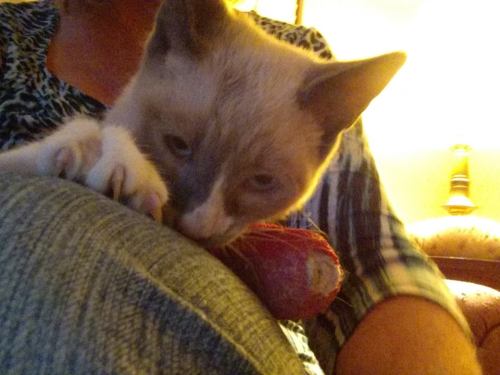 mostlycatsmostly:  SIGNAL BOOST for Khori - Please help or reblog.We received bad news for our newest rescue Khori. When we rescued him from the shelter, this sweet four month old male Snowshoe had a splint on his front leg due to two broken toes.Upon