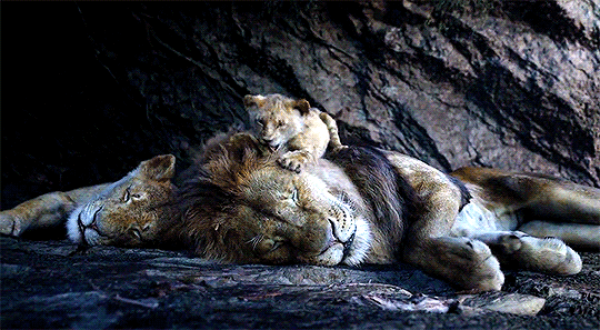 Search Lionking