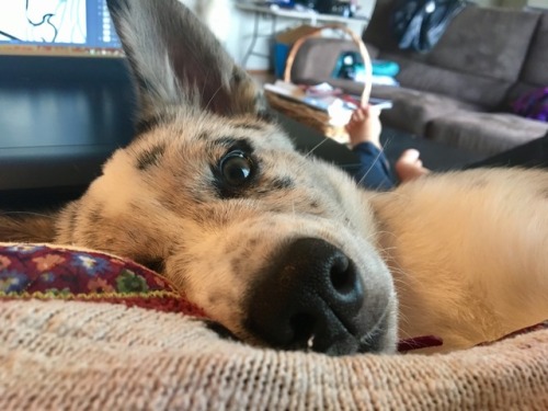 A Horrible, Sleepy Little Creature