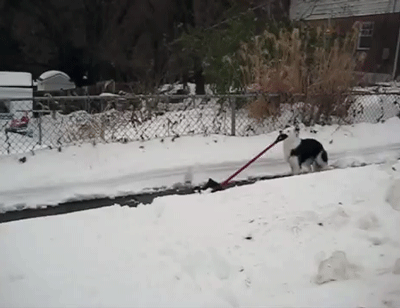 sizvideos:  This dog loves to shovel the adult photos