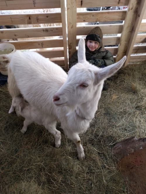 ratfarm: It was so cold (below zero) that the new goat kid had to come in the house for the night. I