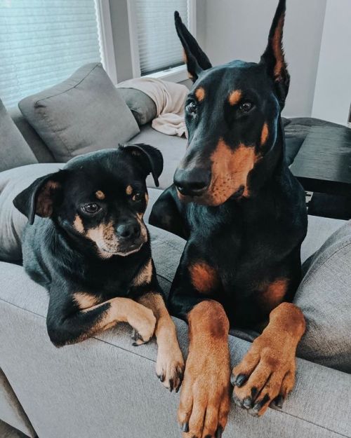 + couch potatoes + • • • • • | #doberman #dobermanpinscher #dobermansofinstagram #yegdog #blackandta