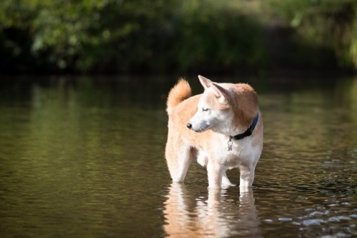 shiba ken