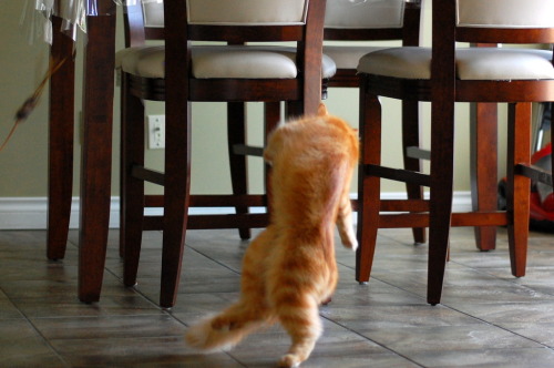 kittehkats:  “Let me show you the dance of my people.” pabuthefirecat:  Pabu, the Acrobatic Cat Pabu: Jump!  Jump!  Double-jump!  