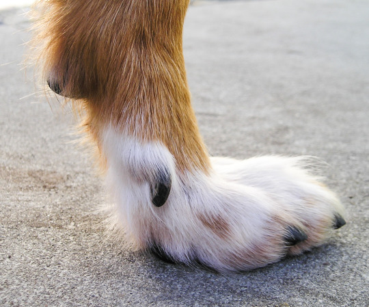 I know everyone’s all over the moon about Zootopia’s social subtext, the glittery tigers, and how Wilde/Hopps is super cute, but can we talk about Hooves for a moment?Specifically those on donkeys, zebras, and horses.Now, in the world of Zootopia,