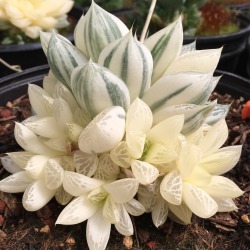 balatong-blog:Variegated Haworthia cymbiformis