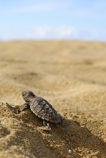 Rod & Barrel • Sea turtles nesting is at it peak right now. Sea