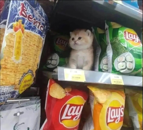 Someone Tell Me This Is For Sale I Need To Buy This Cat I Want This Cat ITS SO CUTE