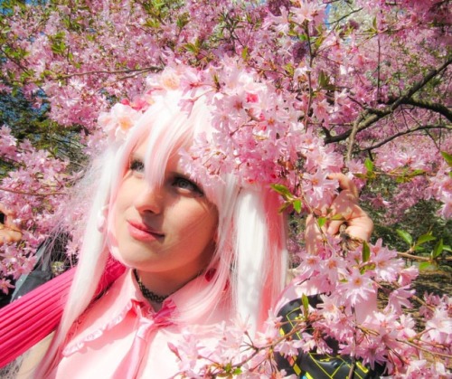 Cherry blossoms photo by @ryemiw #sakura #sakuramiku#sakuramatsuri #sakuramikucosplay #hatsunemiku #