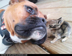 aplacetolovedogs:  Sweet Boxer getting some loving bunny kisses