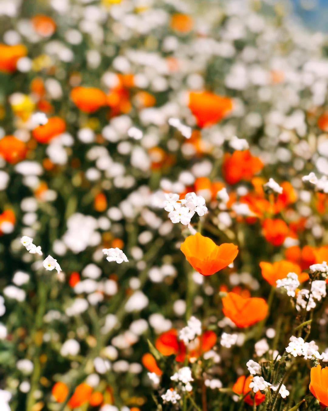 floralls: Walker Canyon Poppy Fields by Myranda Callahan - Tumblr Pics