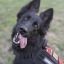 holly-thegsd-blog