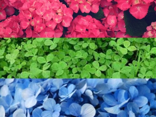 lgbtq-flags:poly flowers!!