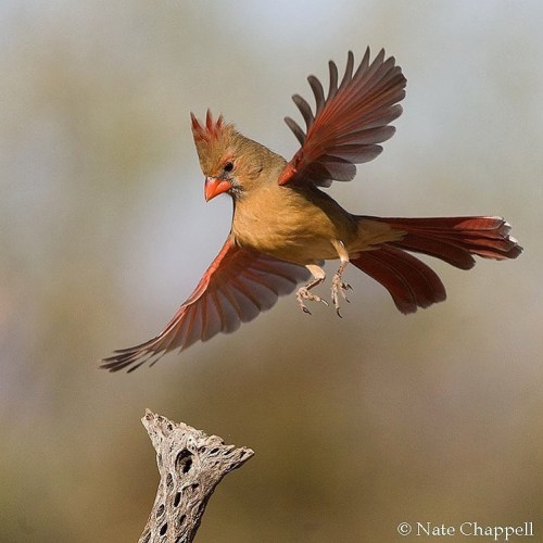 trashzy: Northern Cardinal