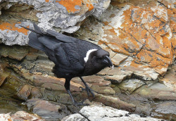 howtoskinatiger:  White Necked Raven (by ailognom2005) 