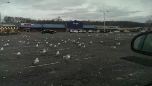 Good morning from sunny New Jersey and the parking lot seagulls~~