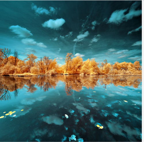 opticallyaroused:  Gorgeous Infrared Landscapes With Trees of Gold and Silver You can find more