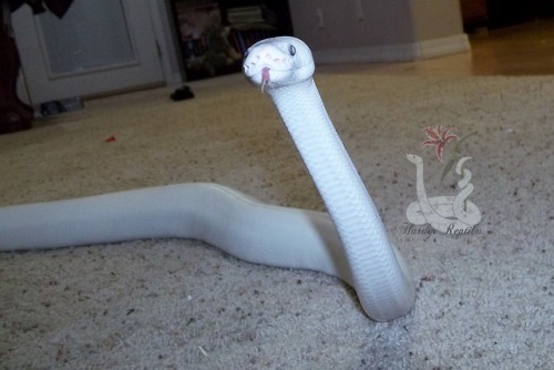 XXX i-m-snek:Tol photo