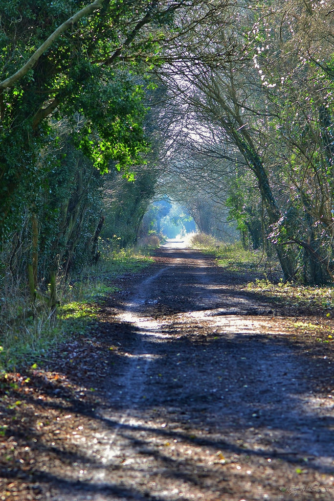 tulipnight:  Light at the end of the tunnel by K’s photo’s :) 