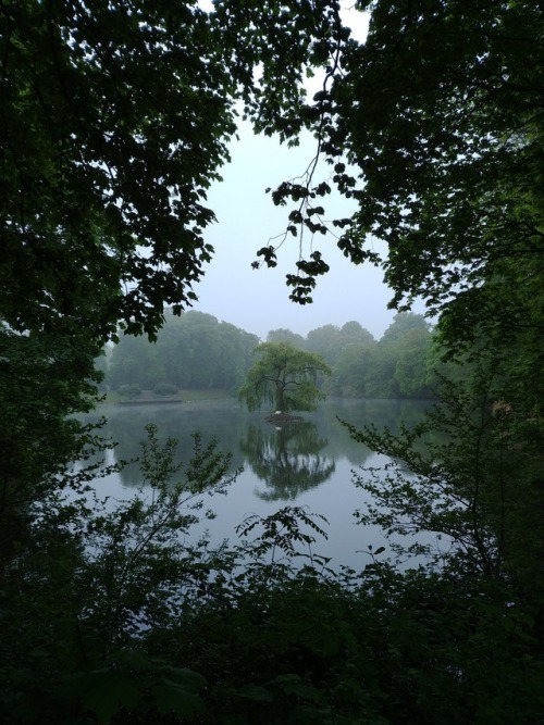 A foggy day at the local forest &amp; park by 90377Instagram | Etsy Shop