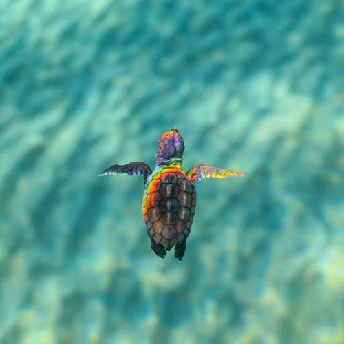 you-are-another-me:Rainbow refraction of light from the surface hit perfectly onto a tiny Loggerhead
