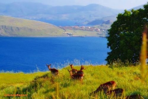 Deer in Myrina, Lemnos island, Greece