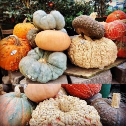 Fall #texture #pumpkins #colors  (at Lowe’s